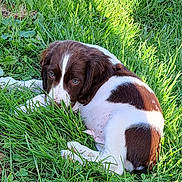 Vasko participe au concours pour gagner de l'argent avec cette photo : puppy, dog, grass, outdoor, brown_and_white, young_dog, nature, pet, animal, cute, lying_down, greenery, sunlight, ears, fur, peaceful, resting, canine, eyes, summer