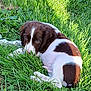 puppy, dog, grass, outdoor, brown_and_white, young_dog, nature, pet, animal, cute, lying_down, greenery, sunlight, ears, fur, peaceful, resting, canine, eyes, summer