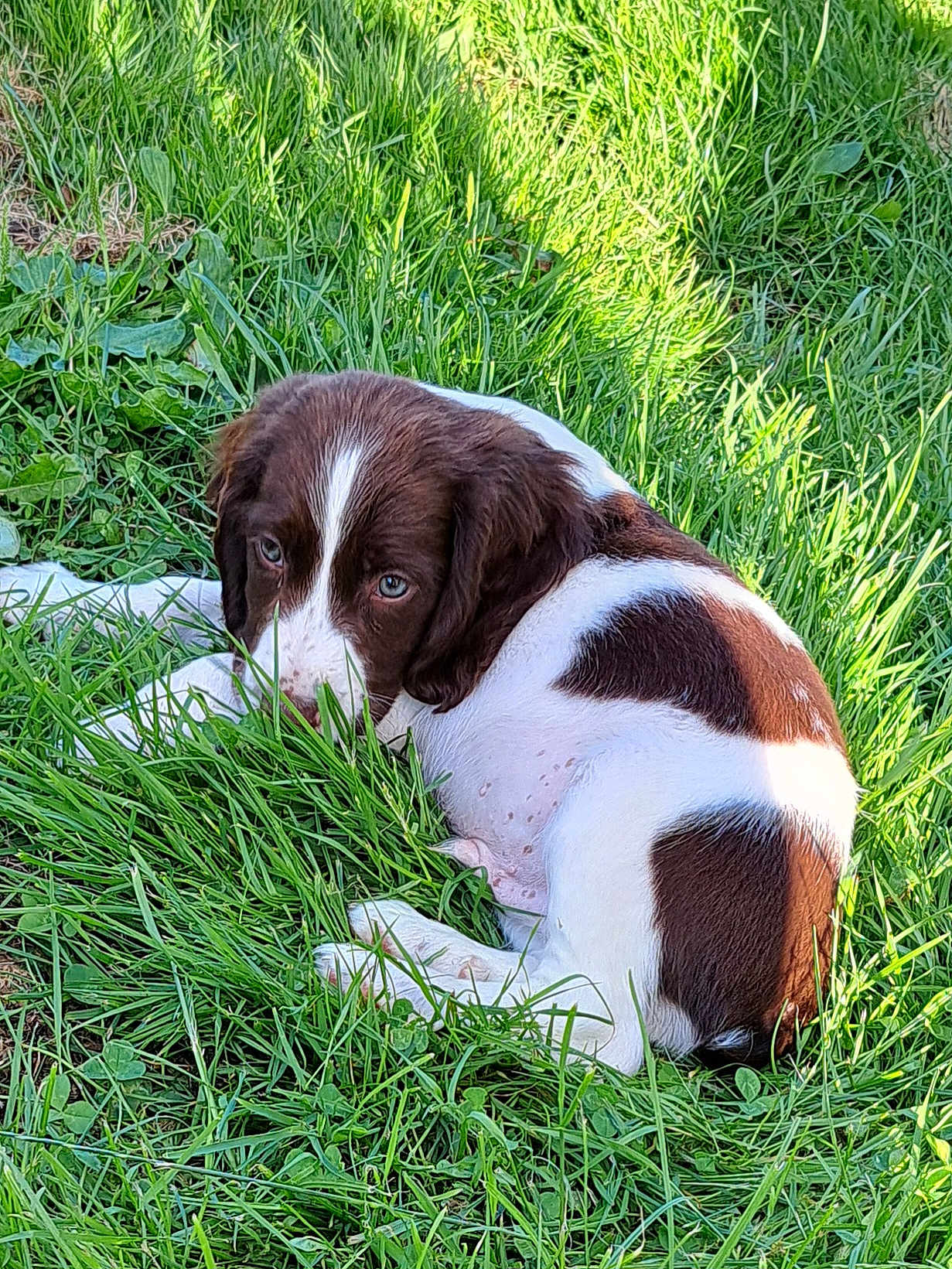 Vasko participe au concours pour gagner de l'argent avec cette photo : puppy, dog, grass, outdoor, brown_and_white, young_dog, nature, pet, animal, cute, lying_down, greenery, sunlight, ears, fur, peaceful, resting, canine, eyes, summer