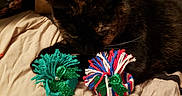 Piper is registered to the contest to win money with this photo: animal, bedspread, cat, close_up, colorful, cozy, curious, domestic, fabric, feline, green_bow, indoor, pet, playful, pom_pom, relaxing, resting, tortoiseshell, toy, yarn