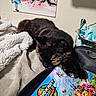 Piper joined the competition — help win amazing prizes! artwork, bedroom, black, blanket, brown, cat, close_up, cozy, fur, game_case, indoor, mario_kart_world, orange, painting, paw, relaxing, sleeping, soft_texture, tortoiseshell_cat, wall