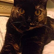 Piper is registered to the contest to win money with this photo: cat, tortoiseshell, close_up, yellow_eyes, pet, animal, feline, whiskers, fur, bed, indoor, relaxed, cute, lying_down, portrait, domestic_animal, mammal, curious, soft_light, closeup