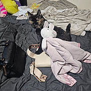 Piper is registered to the contest to win money with this photo: animal, bag, bed, bedroom, blanket, cat, comfort, cozy, curious, domestic, furniture, indoor, pet, plush_bunny, purse, resting, soft_toys, stuffed_toy, tortoiseshell_cat, wall_art