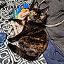 cat, tortoiseshell, blanket, patterned_blanket, clothing, jacket, plush_toy, frozen_food_box, yellow_eyes, fur, pet, indoor, lying_down, curious, cozy, casual, household_items, resting, close_up, domestic_animal