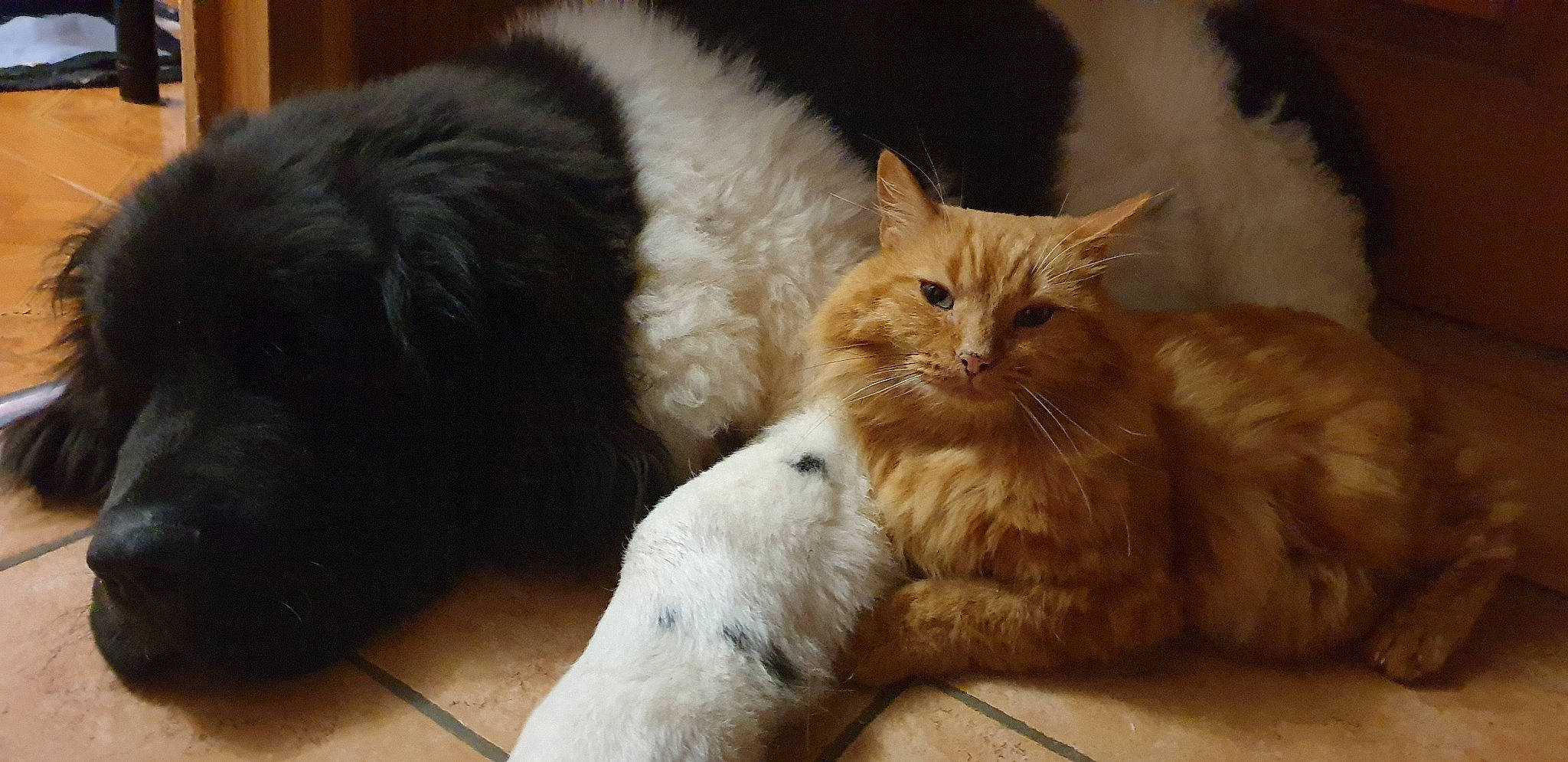 Garfield a rejoint le concours — aidez-le/la à gagner de superbes lots ! carnivore, cat, cat_supply, claw, comfort, companion_dog, domestic_short_haired_cat, fawn, felidae, fur, mammal, nap, paw, small_to_medium_sized_cats, snout, tail, terrestrial_animal, vertebrate, whiskers