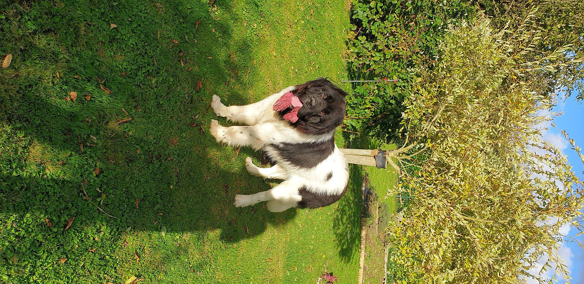 Roméo a rejoint le concours — aidez-le/la à gagner de superbes lots ! canidae, carnivore, chair, companion_dog, dog, dog_breed, fawn, felidae, garden, grass, grass_family, grassland, groundcover, lawn, plant, shrub, small_to_medium_sized_cats, sporting_group, tail, working_dog