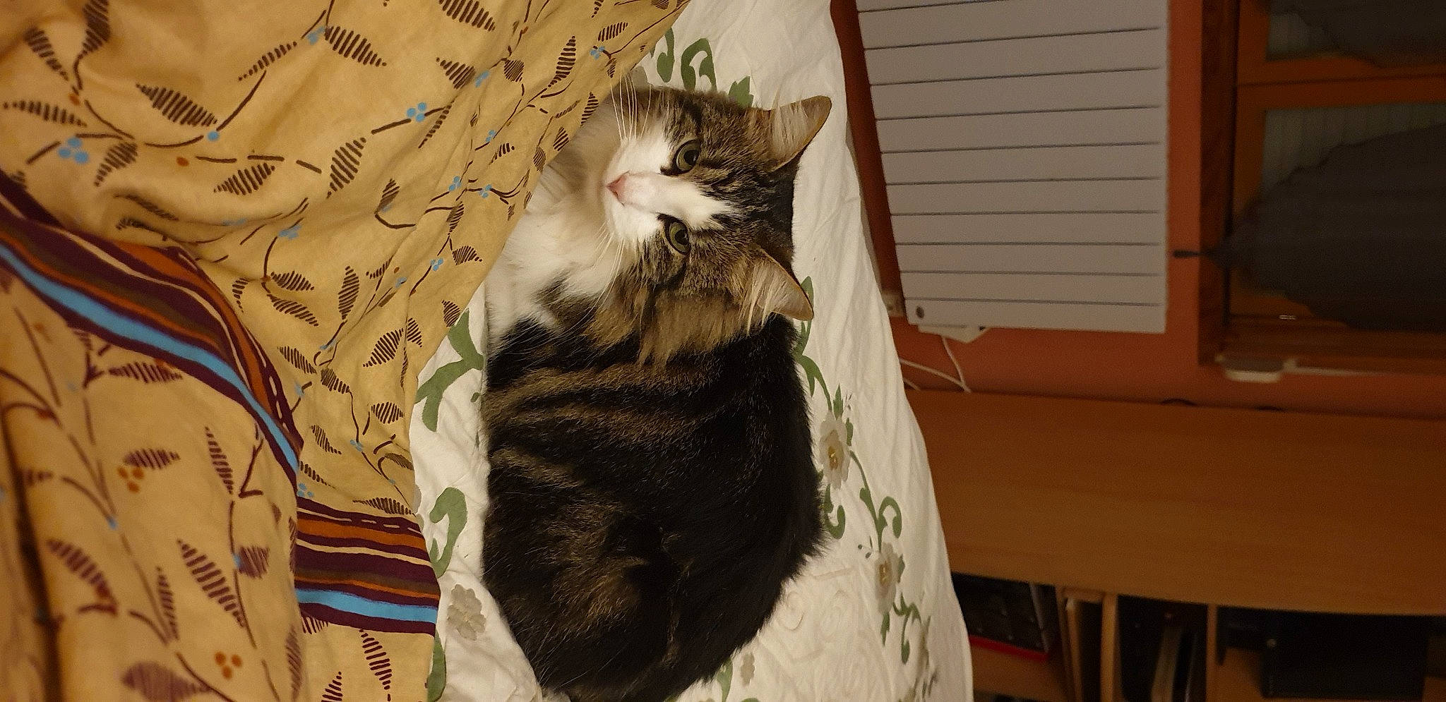 Nouchka participe au concours pour gagner de l'argent avec cette photo : carnivore, cat, claw, comfort, domestic_short_haired_cat, felidae, fur, hardwood, leg, pattern, paw, room, small_to_medium_sized_cats, snout, tail, tree, whiskers, wood