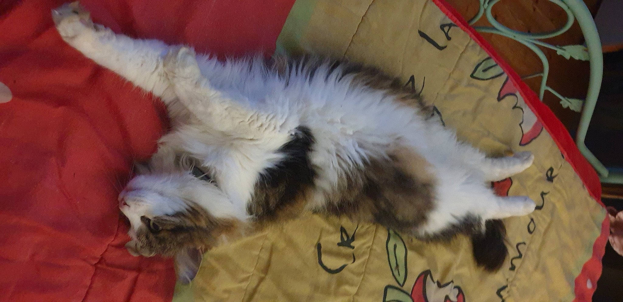 Nouchka a rejoint le concours — aidez-le/la à gagner de superbes lots ! canidae, carnivore, cat, claw, comfort, companion_dog, dog_breed, felidae, foot, fur, nap, paw, small_to_medium_sized_cats, snout, sporting_group, tail, terrestrial_animal, whiskers