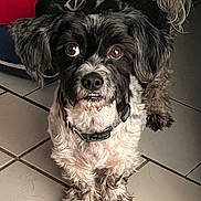 Domino is registered to the contest to win money with this photo: dog, black_and_white, pet, floor, tile_floor, dog_bed, plush_bed, indoor, fur, collar, curious, small_dog, cute, looking_up, animal, domestic_animal, pet_hair, red, toy, cozy