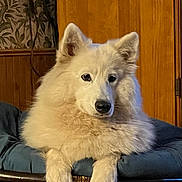 Sammy joined the competition — help win amazing prizes! dog, white_dog, fluffy, indoor, chair, cushion, wood_paneling, wallpaper, pet, animal, relaxed, portrait, furniture, paw, ears, nose, fur, canine, calm, domestic