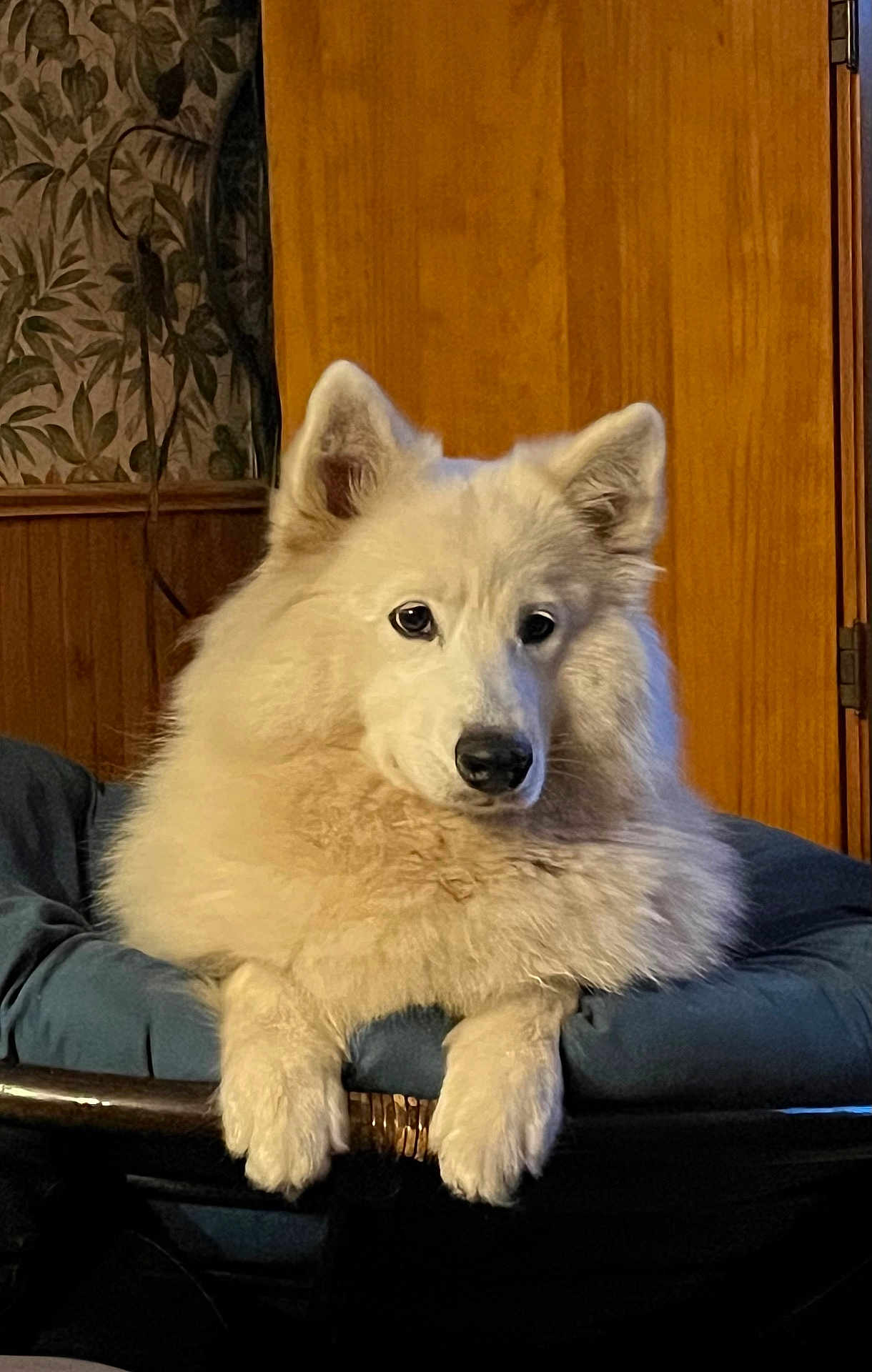 Sammy joined the competition — help win amazing prizes! dog, white_dog, fluffy, indoor, chair, cushion, wood_paneling, wallpaper, pet, animal, relaxed, portrait, furniture, paw, ears, nose, fur, canine, calm, domestic