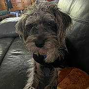 Toby joined the competition — help win amazing prizes! dog, puppy, scruffy, collar, blue_bell, leather_couch, plush_toy, bread_roll_toy, indoor, furniture, wooden_cabinet, curtains, window, coat, sitting, pet, cute, animal, cozy, home