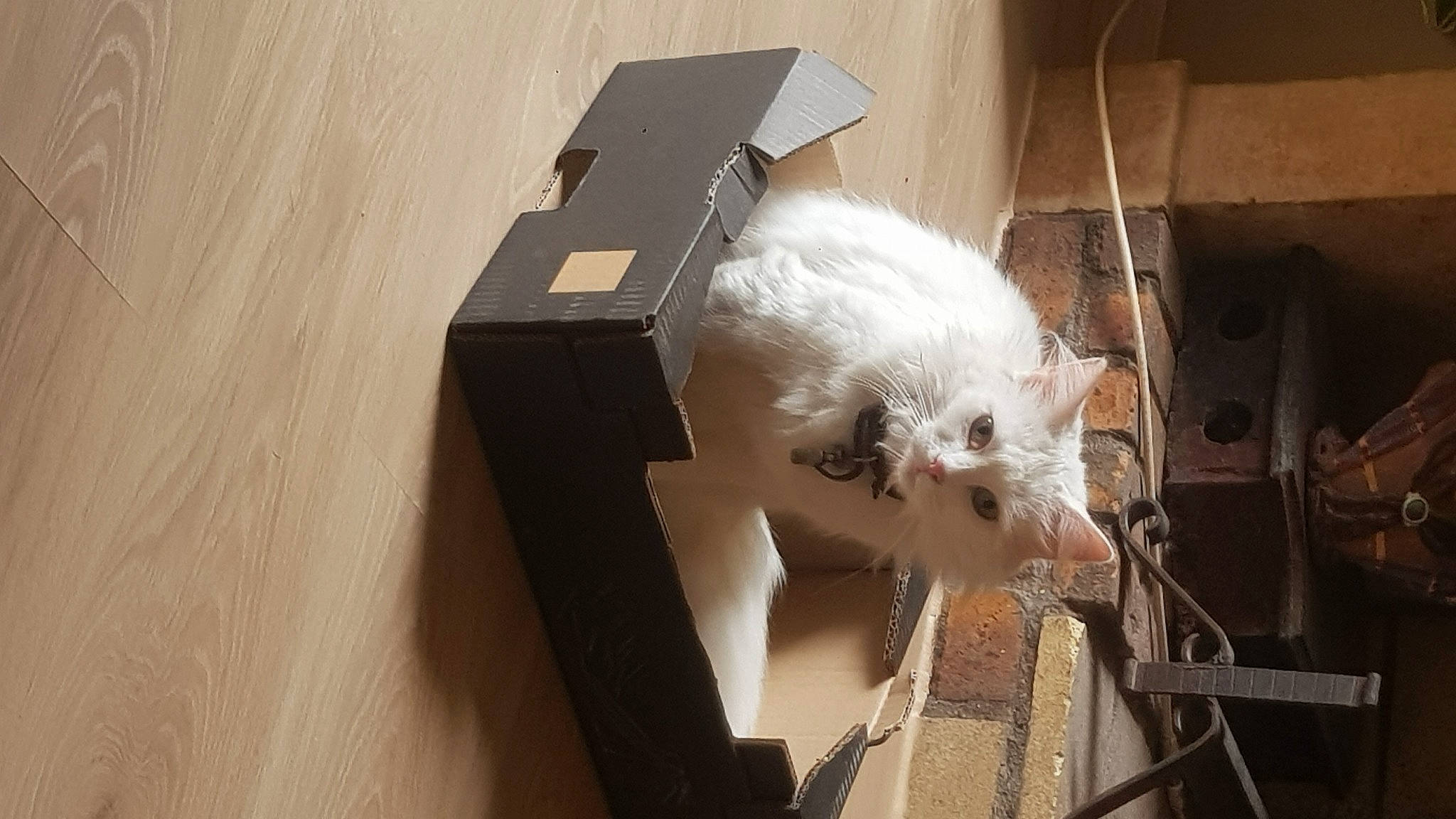 Fifille a rejoint le concours — aidez-le/la à gagner de superbes lots ! whiskers