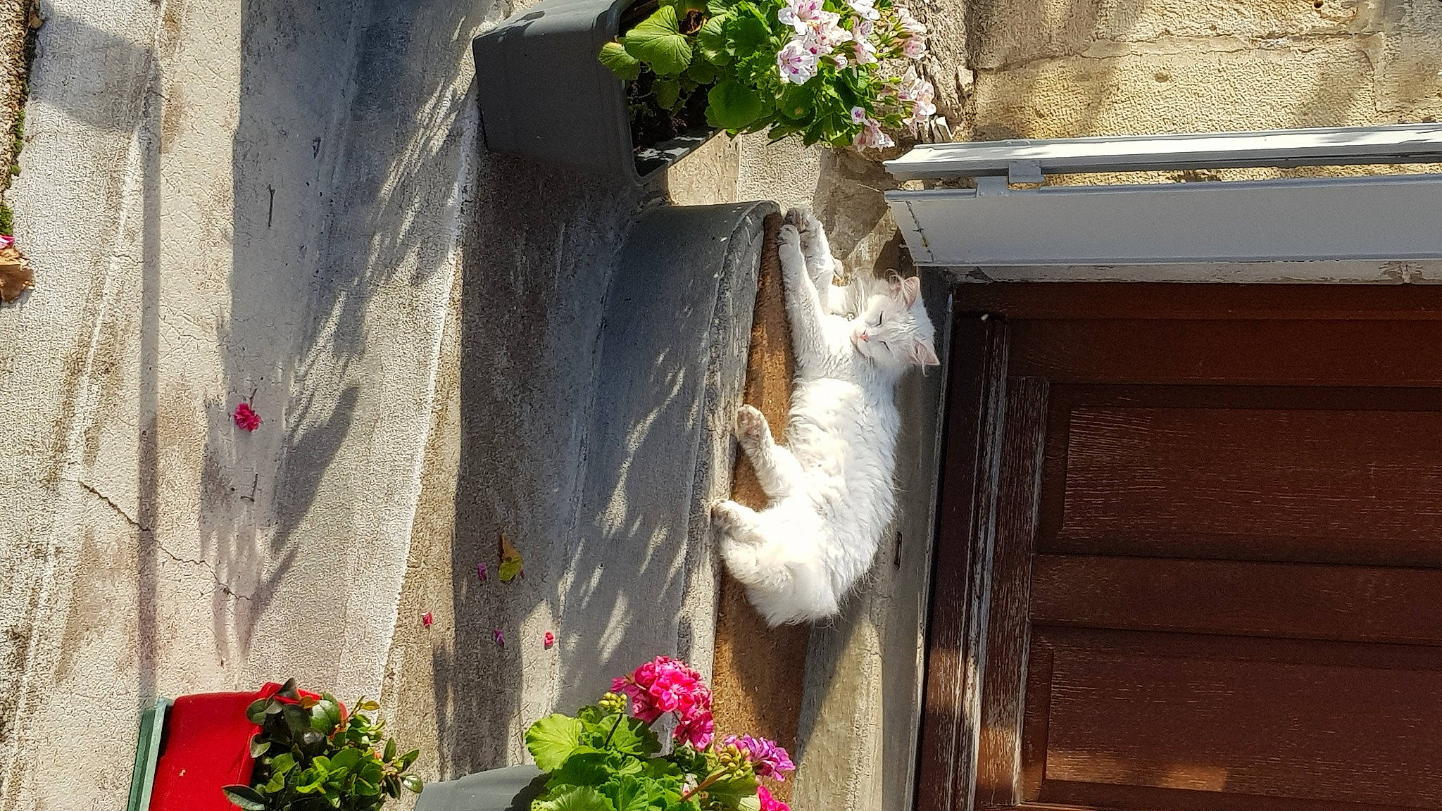 Fifille a rejoint le concours — aidez-le/la à gagner de superbes lots ! flower, flowerpot, plant, wall, window