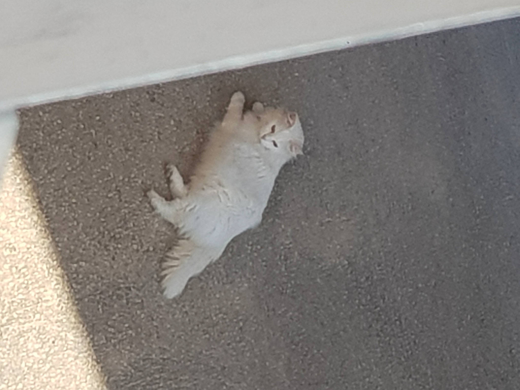 Fifille participe au concours pour gagner de l'argent avec cette photo : art, asphalt, concrete, felidae, floor, flooring, glove, grey, hardwood, paw, plaster, road_surface, room, safety_glove, shadow, sidewalk, soil, tail, tile, wood
