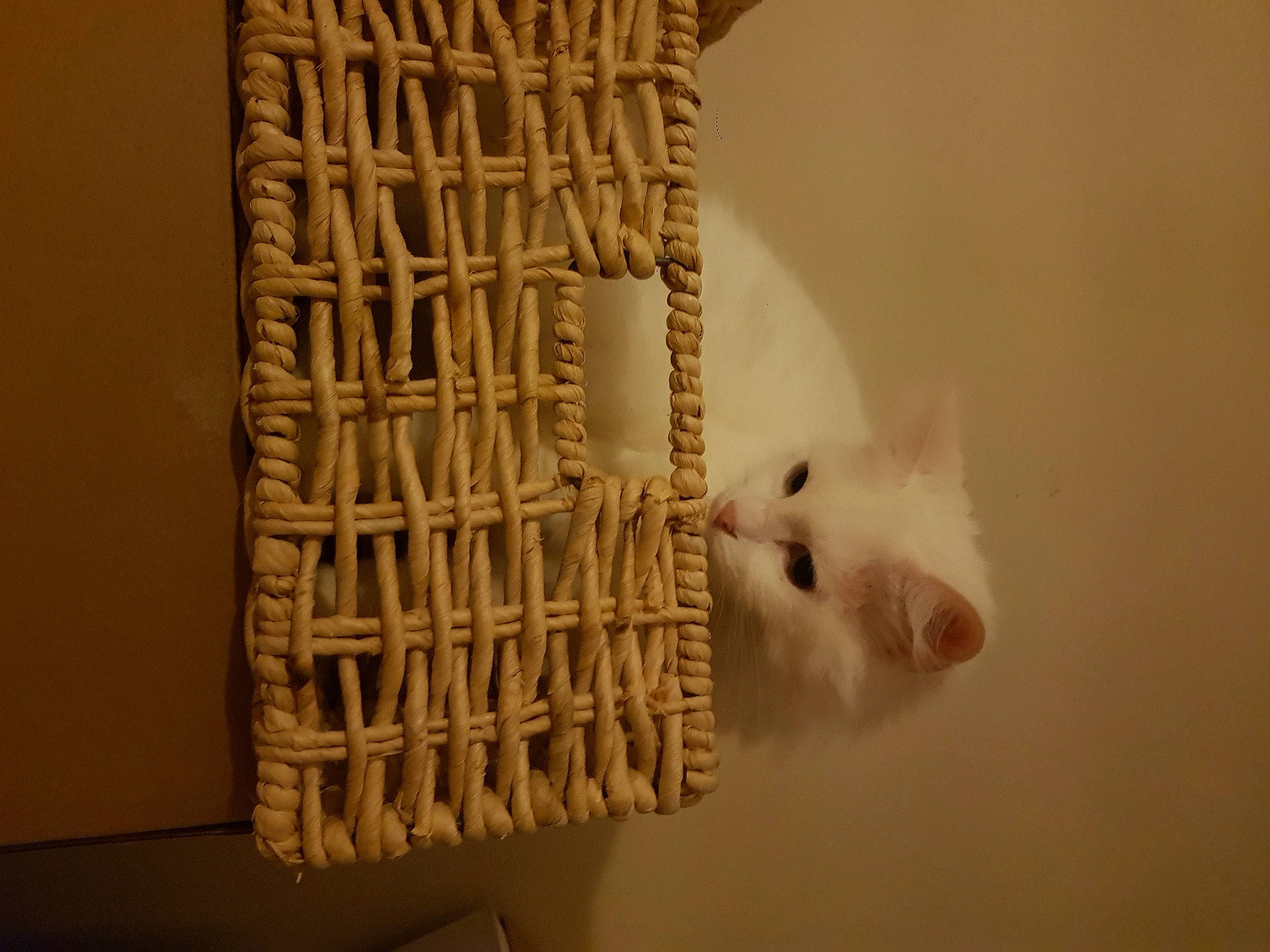 Fifille a rejoint le concours — aidez-le/la à gagner de superbes lots ! art, artifact, craft, creative_arts, felidae, fur, paper, paper_product, polar_bear, room, sculpture, small_to_medium_sized_cats, statue, tail, terrestrial_animal, visual_arts, whiskers, wood