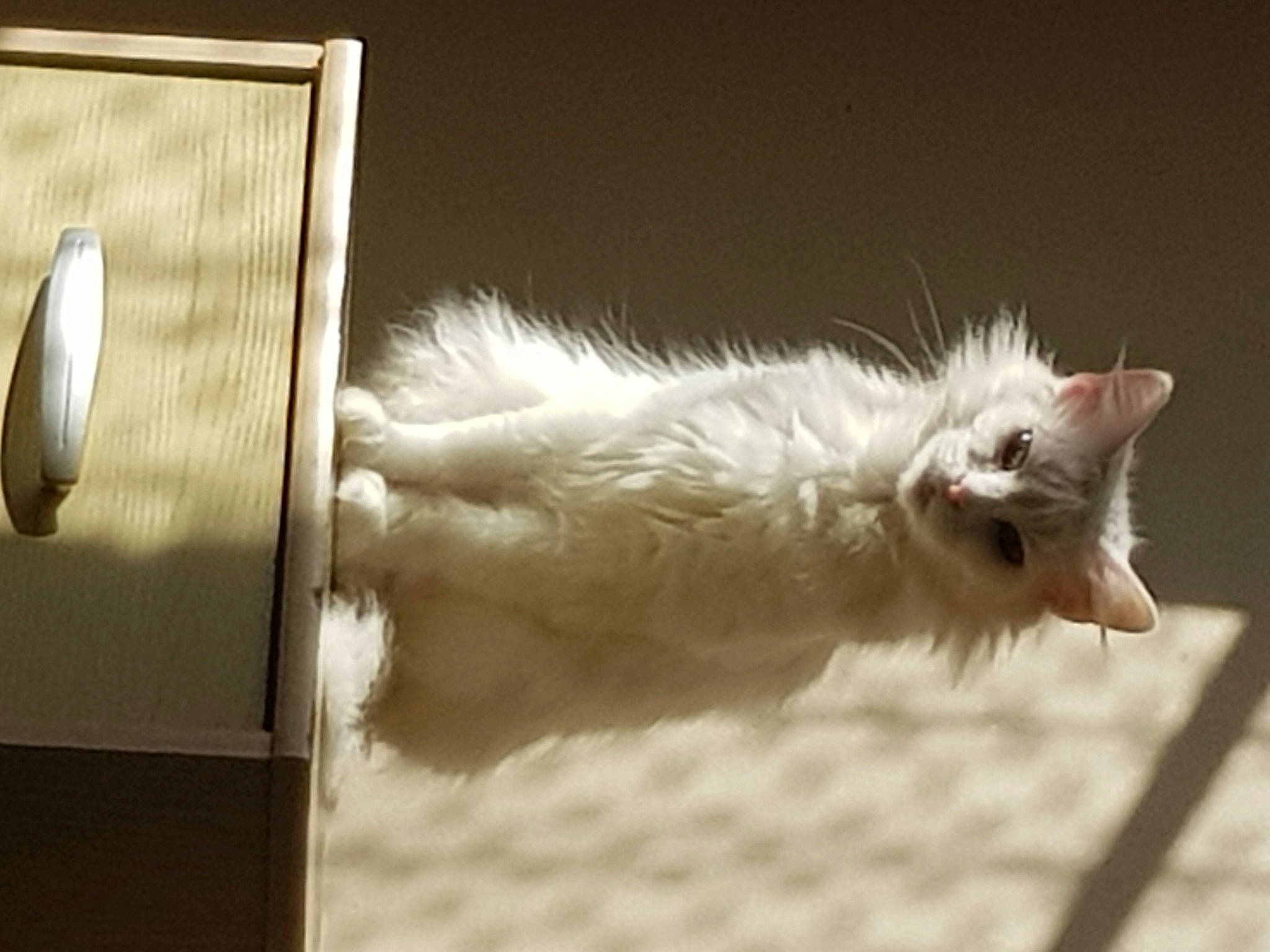 Fifille participe au concours pour gagner de l'argent avec cette photo : box, carnivore, cat, felidae, fur, metal, paw, rectangle, room, small_to_medium_sized_cats, snout, still_life_photography, tail, whiskers, wood