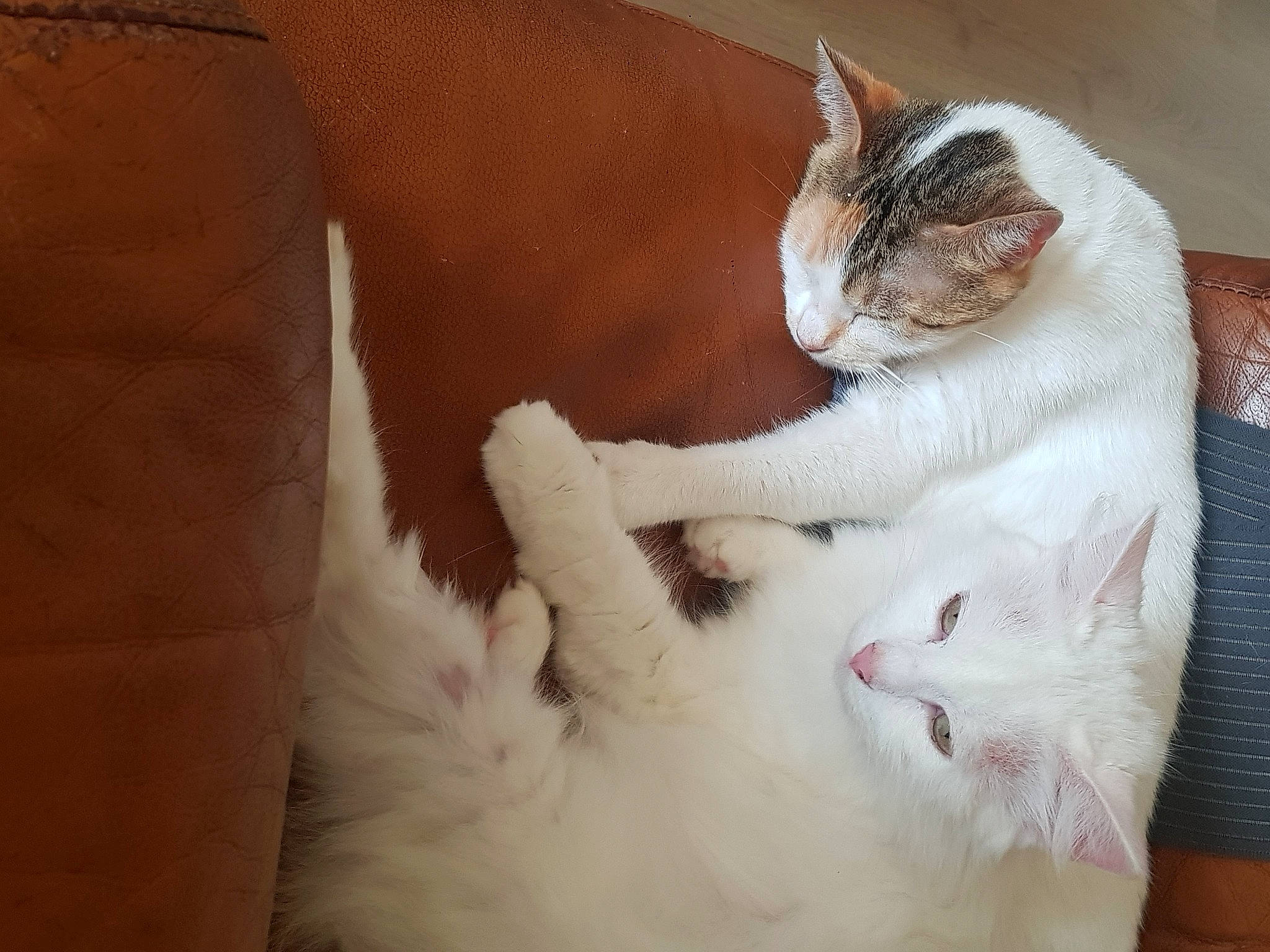 Fifille participe au concours pour gagner de l'argent avec cette photo : carnivore, cat, claw, comfort, domestic_short_haired_cat, ear, fawn, felidae, foot, fur, paw, small_to_medium_sized_cats, snout, tail, vehicle_registration_plate, whiskers