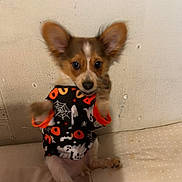 Remy is registered to the contest to win money with this photo: animal, bed, black, brown, costume, cute, dog, ears, furry, halloween_clothing, indoors, orange, paws, pet, puppy, sitting, small_dog, spooky, wall, white