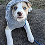 animal, blue_eyes, close_up, concrete, cute, dog, fur, grass, hoodie, leash, lying_down, outdoor, paw, pet, portrait, puppy, sweater, tennis_ball, winter_clothing, young