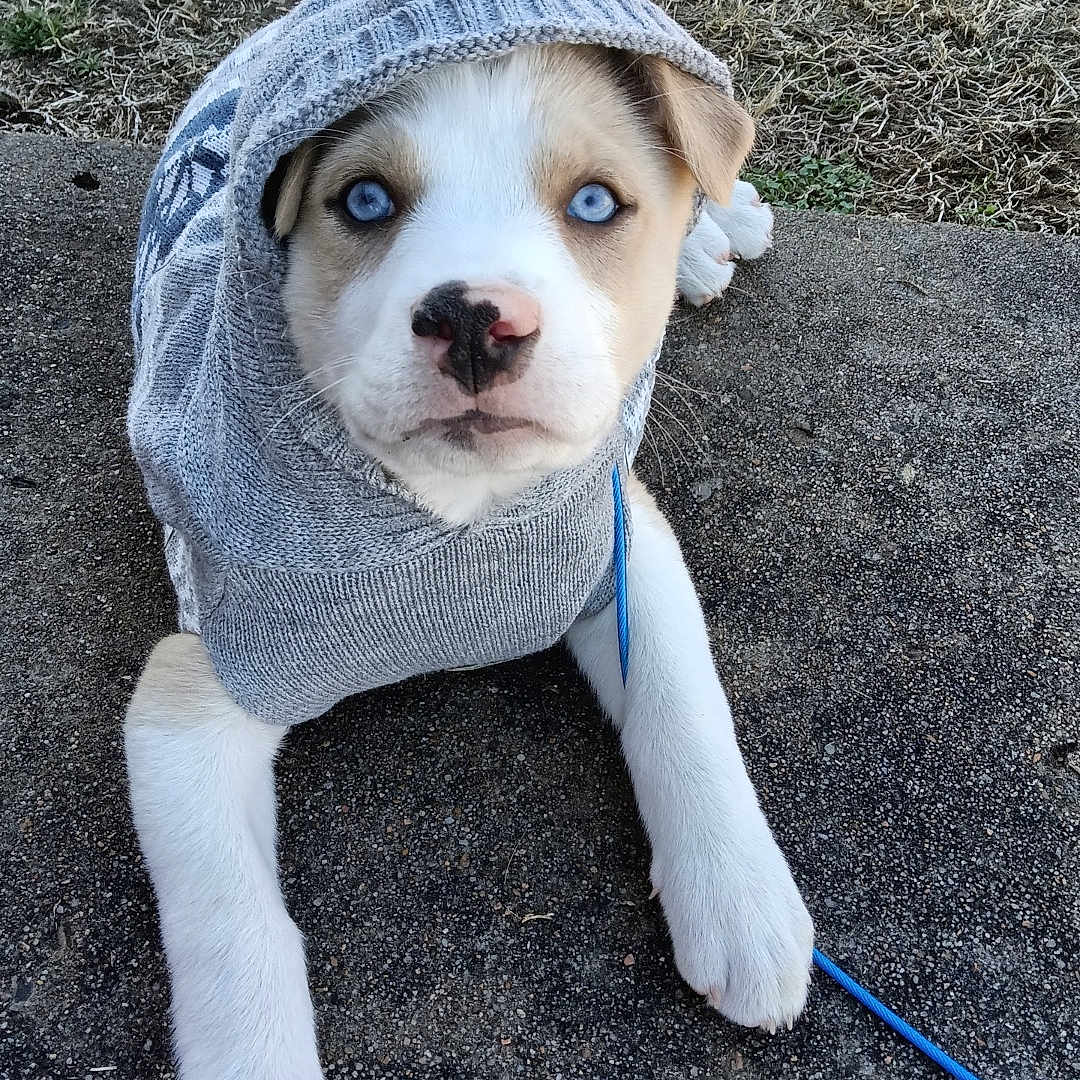 Luna is registered to the contest to win money with this photo: animal, blue_eyes, close_up, concrete, cute, dog, fur, grass, hoodie, leash, lying_down, outdoor, paw, pet, portrait, puppy, sweater, tennis_ball, winter_clothing, young