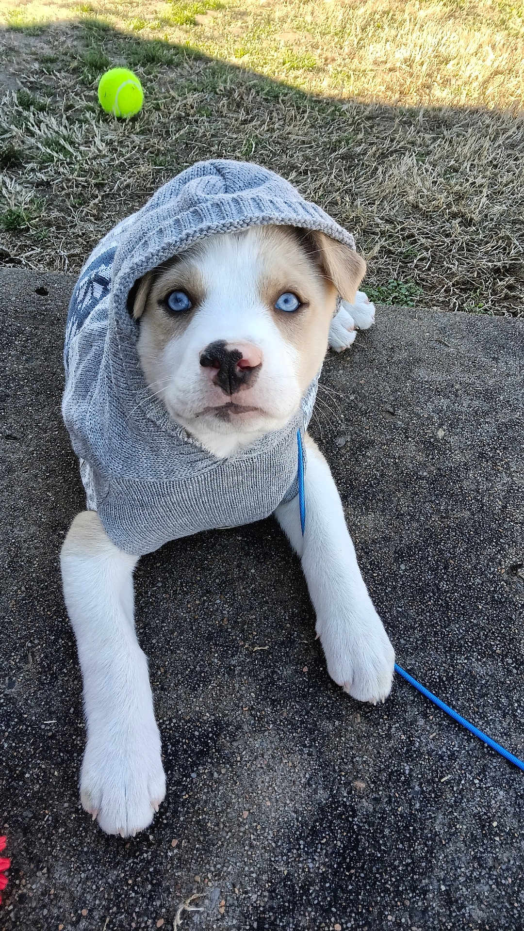 Luna is registered to the contest to win money with this photo: animal, blue_eyes, close_up, concrete, cute, dog, fur, grass, hoodie, leash, lying_down, outdoor, paw, pet, portrait, puppy, sweater, tennis_ball, winter_clothing, young