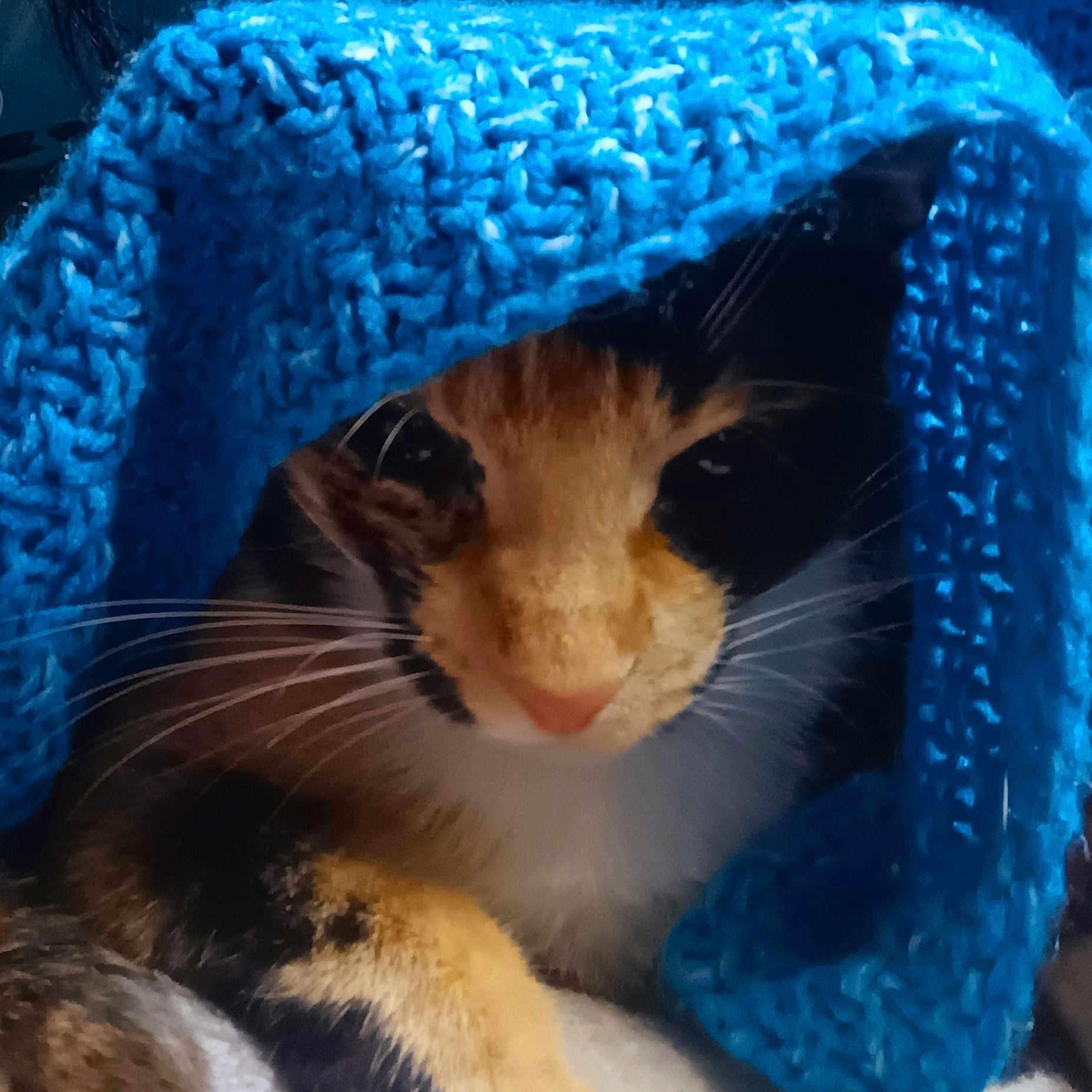 Rosie is registered to the contest to win money with this photo: animal, blue, calico_cat, cat, closeup, cozy, cute, domestic_animal, feline, fur, indoor, knitted_blanket, pet, portrait, relaxed, resting, snug, soft_texture, warm, whiskers