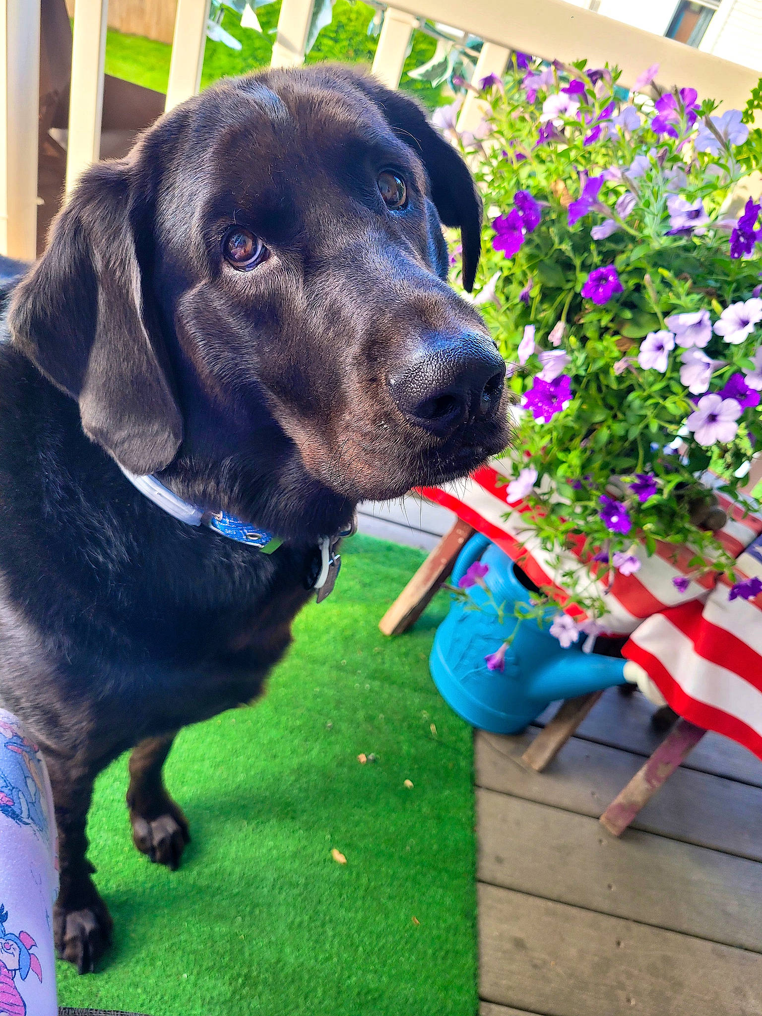 Quincy is registered to the contest to win money with this photo: annual_plant, borador, canidae, carnivore, collar, companion_dog, dog, dog_breed, dog_collar, dog_supply, electric_blue, flower, grass, gun_dog, liver, pet_supply, plant, snout, sporting_group, working_animal