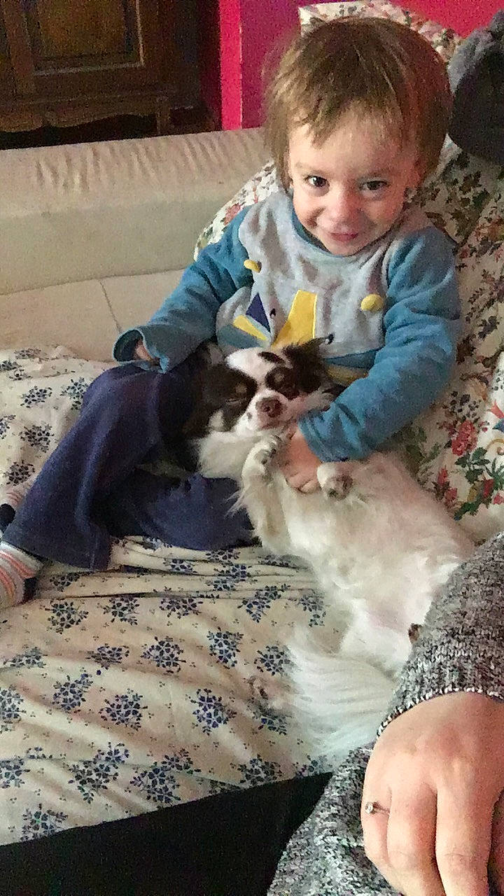 Liam a rejoint le concours — aidez-le/la à gagner de superbes lots ! canidae, carnivore, child, companion_dog, dog_breed, fawn, person, play, sporting_group, toddler