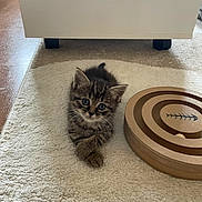 Kefta participe au concours pour gagner de l'argent avec cette photo : kitten, cat, tabby, pet, animal, cute, indoor, carpet, toy, wooden_toy, floor, small, fur, whiskers, ears, eyes, relaxed, crossed_paws, curious, domestic