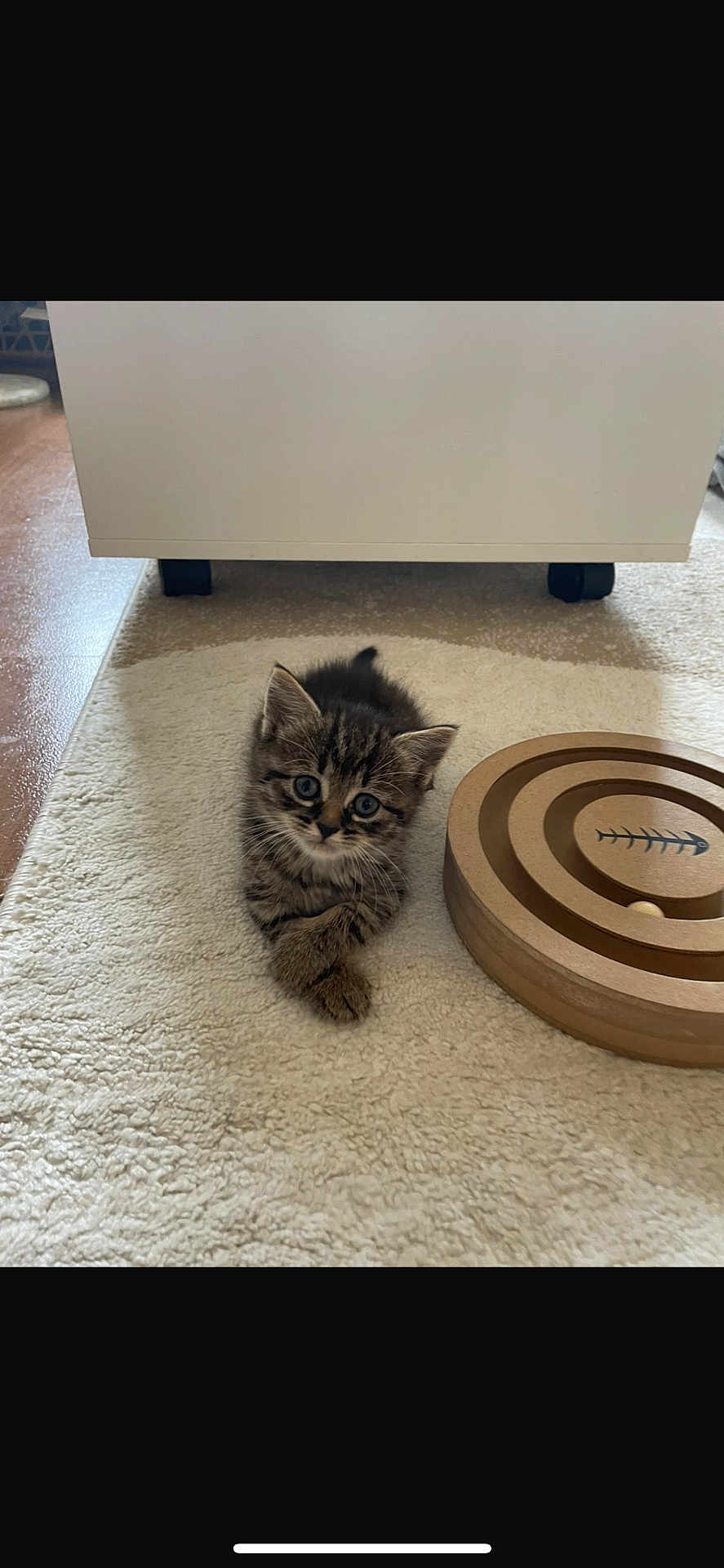 Kefta participe au concours pour gagner de l'argent avec cette photo : kitten, cat, tabby, pet, animal, cute, indoor, carpet, toy, wooden_toy, floor, small, fur, whiskers, ears, eyes, relaxed, crossed_paws, curious, domestic