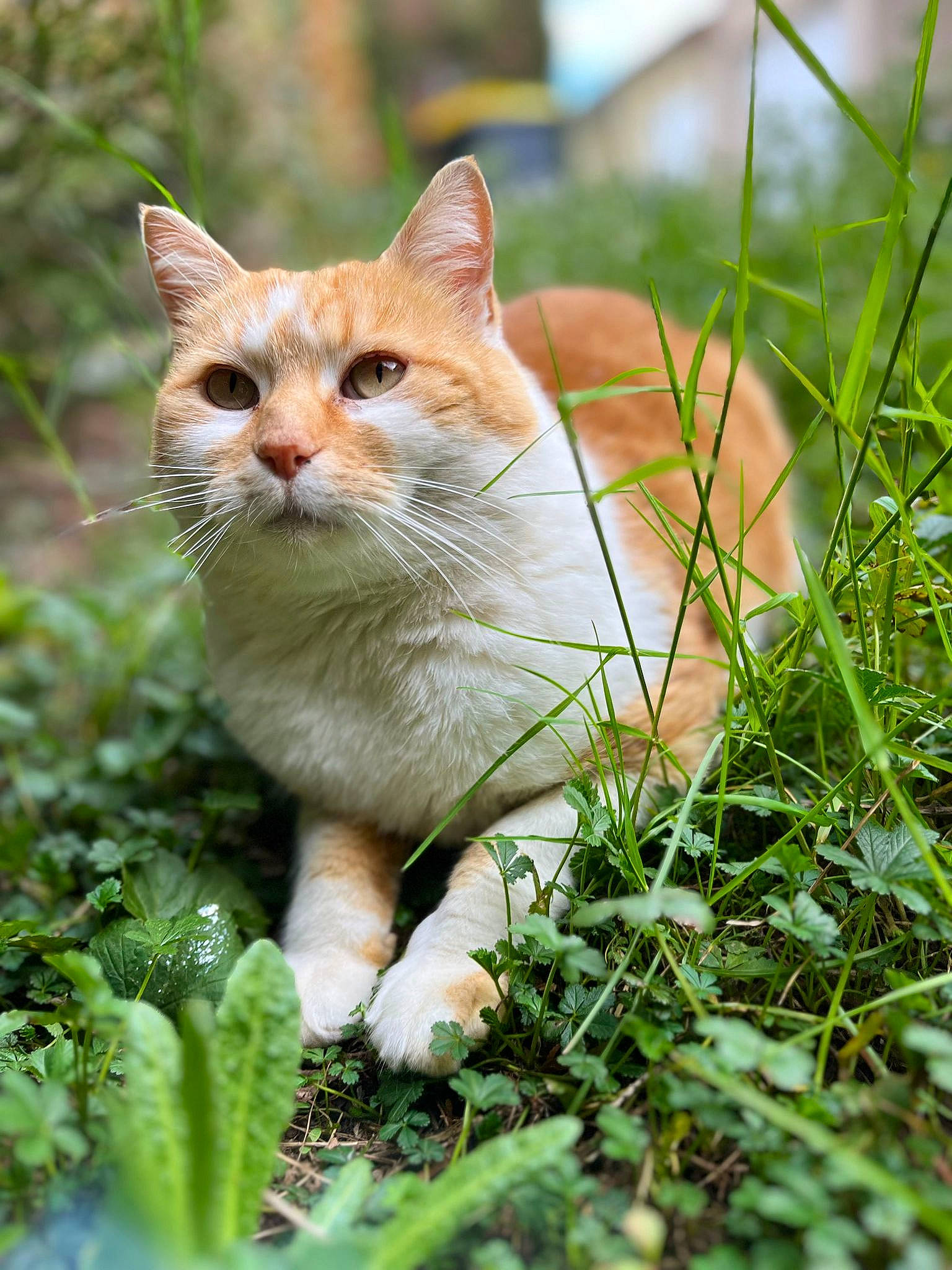 Gaston participe au concours pour gagner de l'argent avec cette photo : art, carnivore, cat, domestic_short_haired_cat, fawn, felidae, fur, garden, grass, groundcover, herb, herbaceous_plant, plant, small_to_medium_sized_cats, tail, terrestrial_animal, tree, whiskers, wildlife, wood