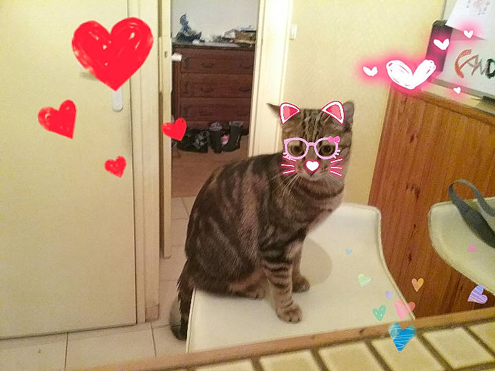 Caramelou participe au concours pour gagner de l'argent avec cette photo : american_shorthair, asian, carnivore, cat, domestic_short_haired_cat, european_shorthair, fawn, felidae, glasses, kitten, photography, pink, plant, small_to_medium_sized_cats, snout, tabby_cat, tail, whiskers