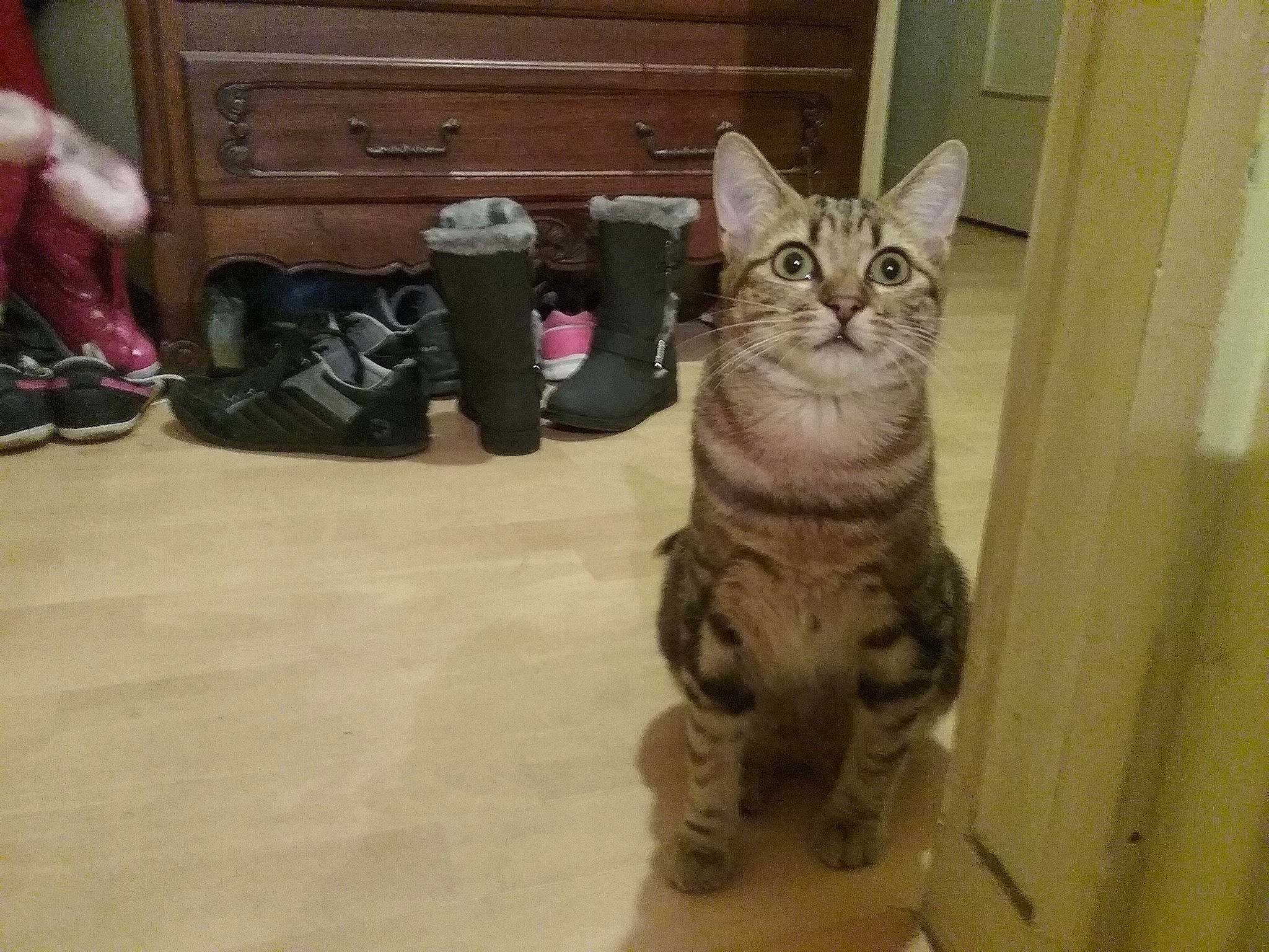 Caramel Et Nuts participe au concours pour gagner de l'argent avec cette photo : aegean_cat, american_shorthair, asian, california_spangled, carnivore, cat, domestic_short_haired_cat, dragon_li, egyptian_mau, european_shorthair, felidae, kitten, mammal, ocicat, polydactyl_cat, small_to_medium_sized_cats, snout, sokoke, tabby_cat, whiskers