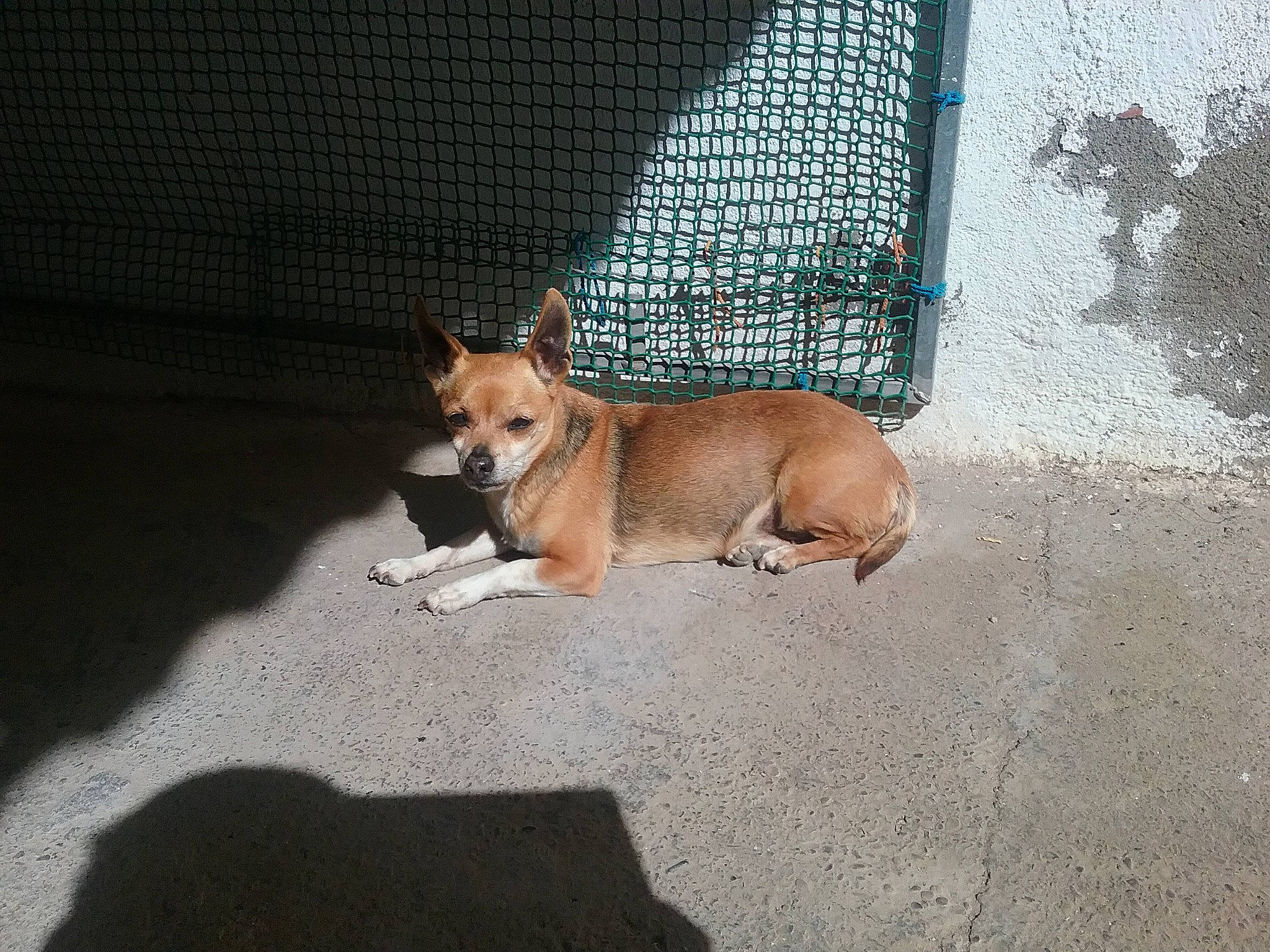 Coca participe au concours pour gagner de l'argent avec cette photo : aspin, canidae, cardigan_welsh_corgi, carnivore, carolina_dog, companion_dog, corgi_chihuahua, dog, dog_breed, fawn, mammal, pembroke_welsh_corgi, snout, street_dog, tail, vertebrate, welsh_corgi