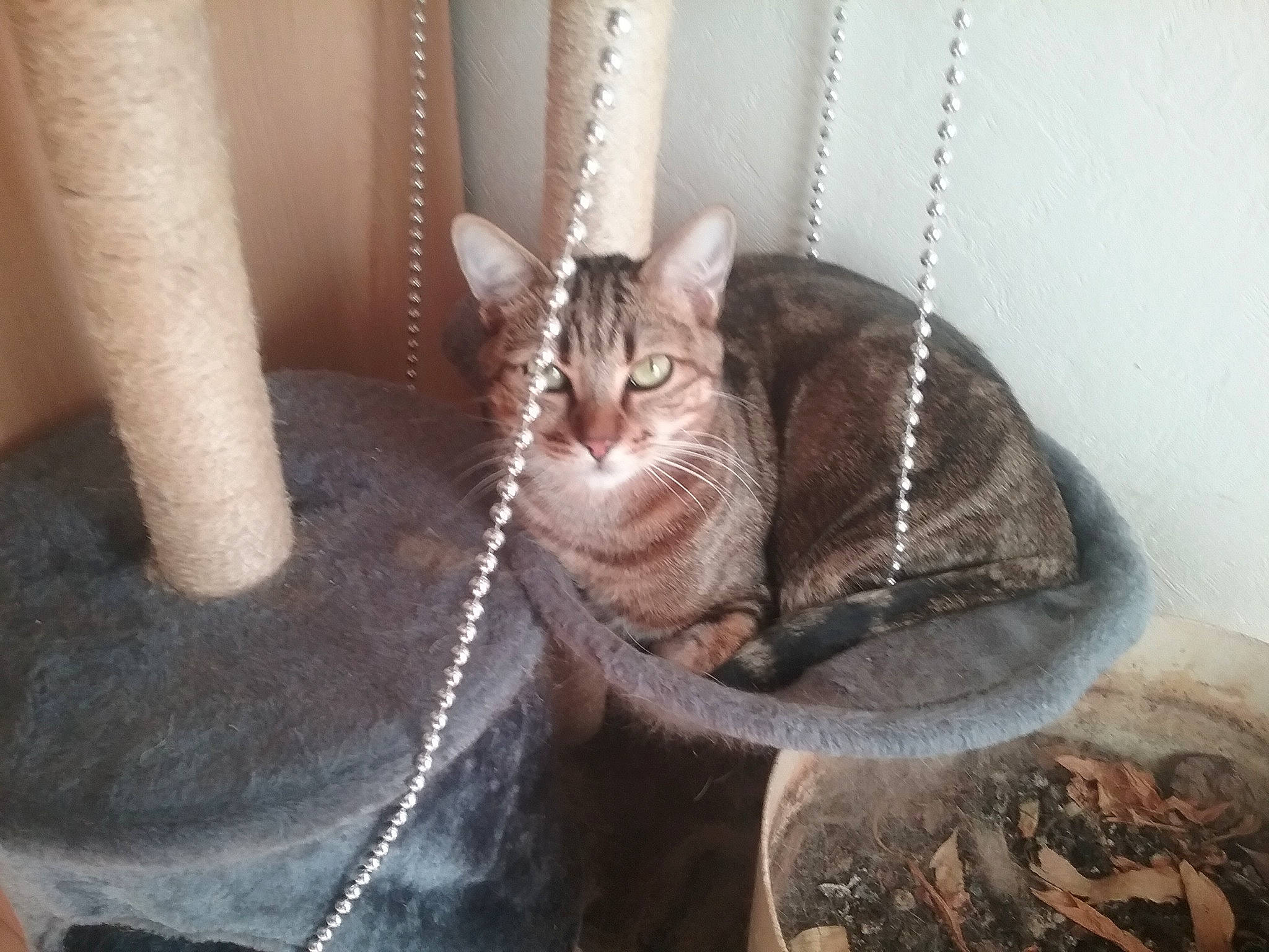 Caramel a rejoint le concours — aidez-le/la à gagner de superbes lots ! american_shorthair, american_wirehair, asian, carnivore, cat, domestic_short_haired_cat, dragon_li, european_shorthair, fawn, felidae, fur, interior_design, kitten, mammal, small_to_medium_sized_cats, tabby_cat, tail, whiskers