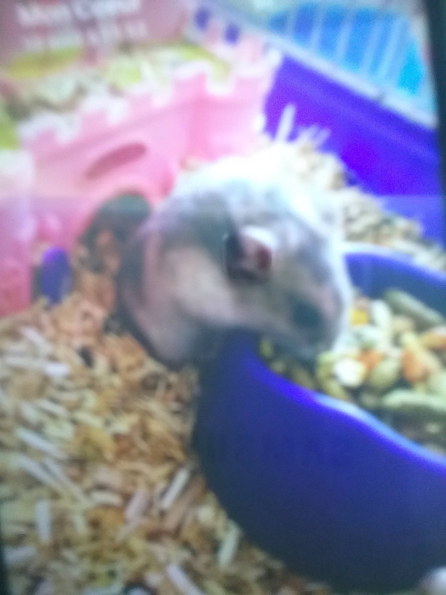 Nuts a rejoint le concours — aidez-le/la à gagner de superbes lots ! degu, fawn, gerbil, hamster, mouse, muridae, muroidea, rat, rodent