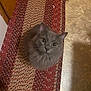Doogle joined the competition — help win amazing prizes! cat, gray_cat, fluffy, pet, indoor, rug, woven_rug, curious, looking_up, floor, home, animal, feline, whiskers, ears, cute, domestic_cat, fur, sitting, closeup