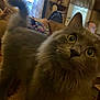 Doogle is registered to the contest to win money with this photo: cat, gray_cat, fluffy_cat, pet, indoor, living_room, couch, person, window, curtains, furniture, home, whiskers, tail, close_up, yellow_eyes, curious, domestic_animal, cozy, blurred_background