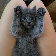Doogle is registered to the contest to win money with this photo: kitten, gray_cat, pet, animal, furry, cute, legs, paws, indoor, fur, young, small, relaxing, person, home, resting, mammal, whiskers, playful, closeup