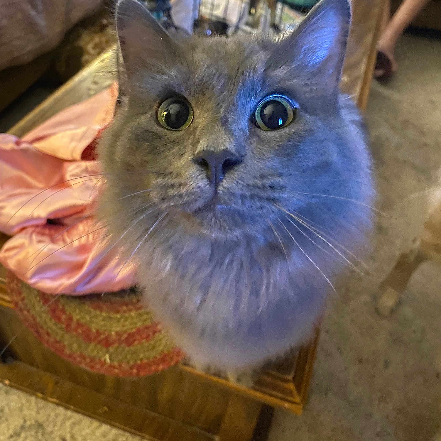 Doogle is registered to the contest to win money with this photo: animal, carpet, cat, close_up, curiosity, curious, domestic, fluffy, furniture, gray_cat, household_items, indoor, legs, person, pet, pink_cloth, table, whiskers, wide_eyes, wooden_table