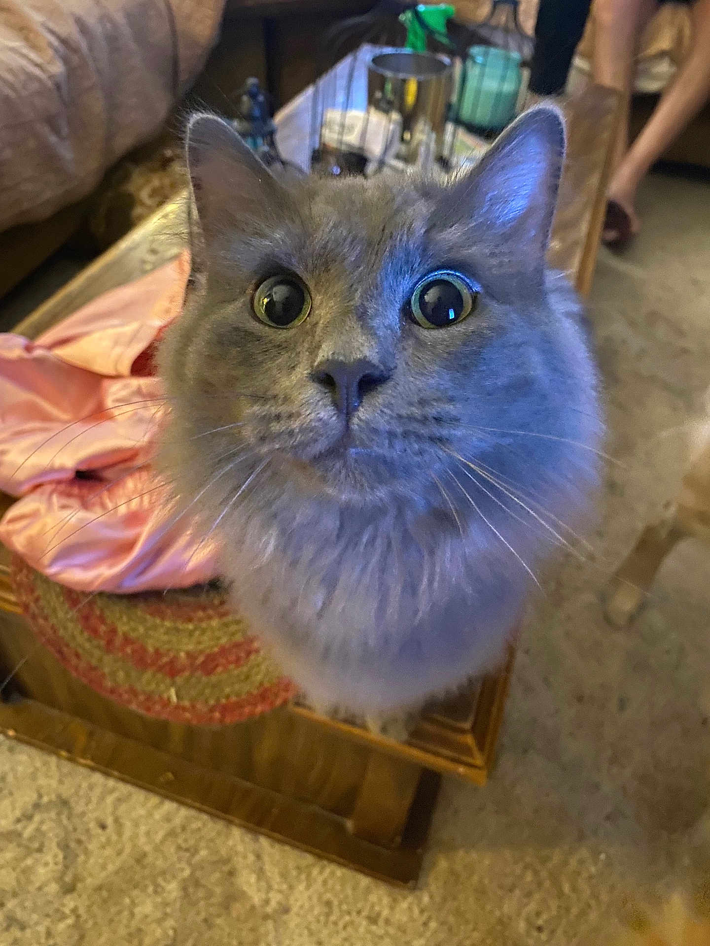 Doogle is registered to the contest to win money with this photo: cat, gray_cat, fluffy, wide_eyes, curious, table, wooden_table, household_items, indoor, carpet, person, legs, pink_cloth, whiskers, furniture, close_up, pet, animal, domestic, curiosity