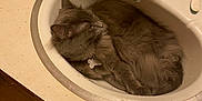 Doogle joined the competition — help win amazing prizes! cat, sink, bathroom, gray_cat, feline, pet, fur, collar, countertop, toiletries, tap, water_faucet, relaxing, curled_up, domestic_animal, indoor, household, sleeping, quiet, cozy