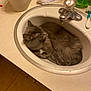 cat, sink, bathroom, gray_cat, feline, pet, fur, collar, countertop, toiletries, tap, water_faucet, relaxing, curled_up, domestic_animal, indoor, household, sleeping, quiet, cozy
