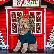 Theo joined the competition — help win amazing prizes! dog, poodle, sweater, christmas, holiday, festive, wreath, lights, snow, tree, red, green, table, sign, decoration, cute, pet, indoors, portrait, seasonal