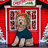 dog, poodle, sweater, christmas, holiday, festive, wreath, lights, snow, tree, red, green, table, sign, decoration, cute, pet, indoors, portrait, seasonal