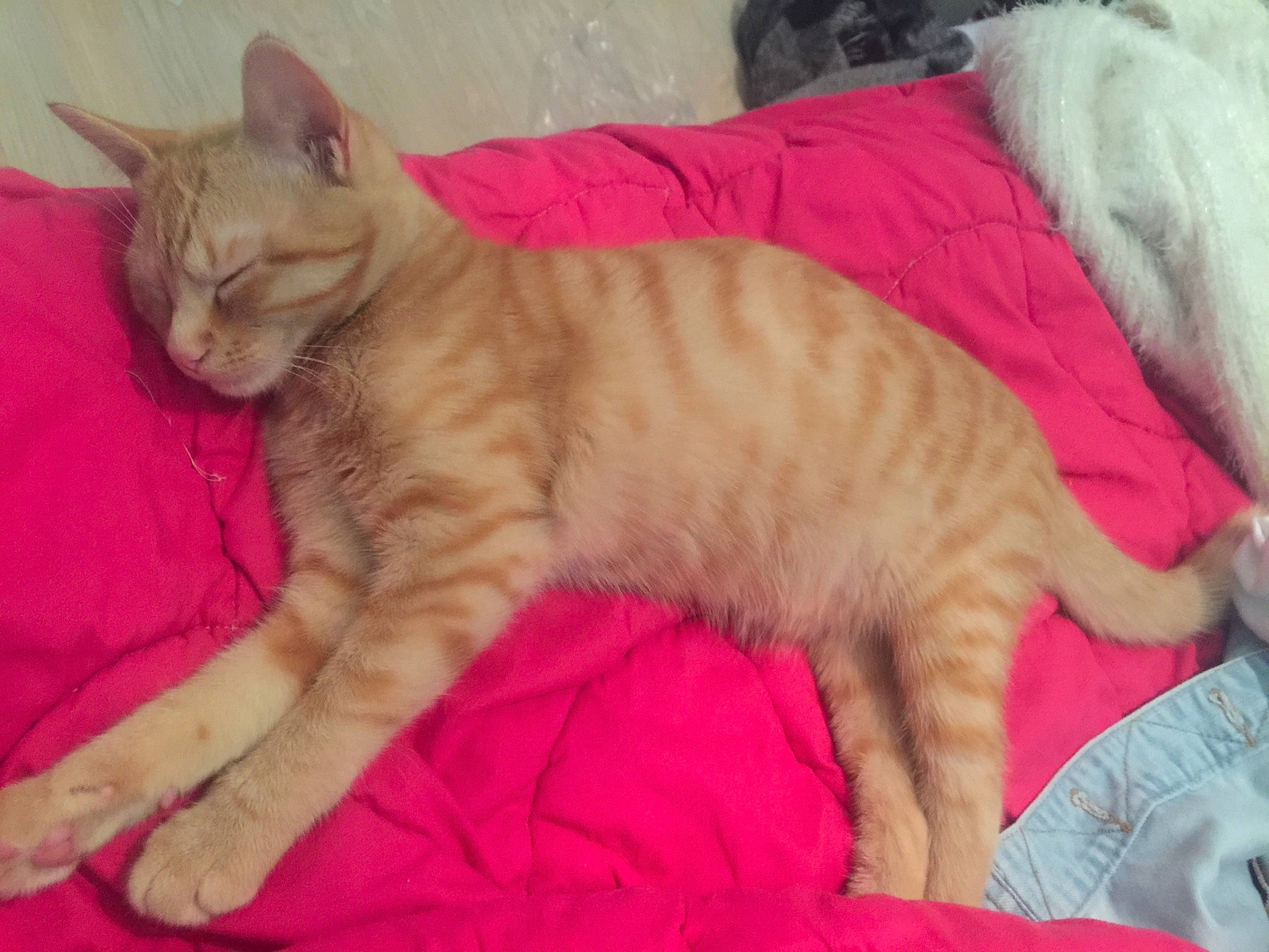 Camel a rejoint le concours — aidez-le/la à gagner de superbes lots ! arabian_mau, asian, australian_mist, carnivore, cat, domestic_short_haired_cat, european_shorthair, fawn, felidae, fur, german_rex, kitten, mammal, nap, oriental_longhair, pink, small_to_medium_sized_cats, tail, vertebrate, whiskers