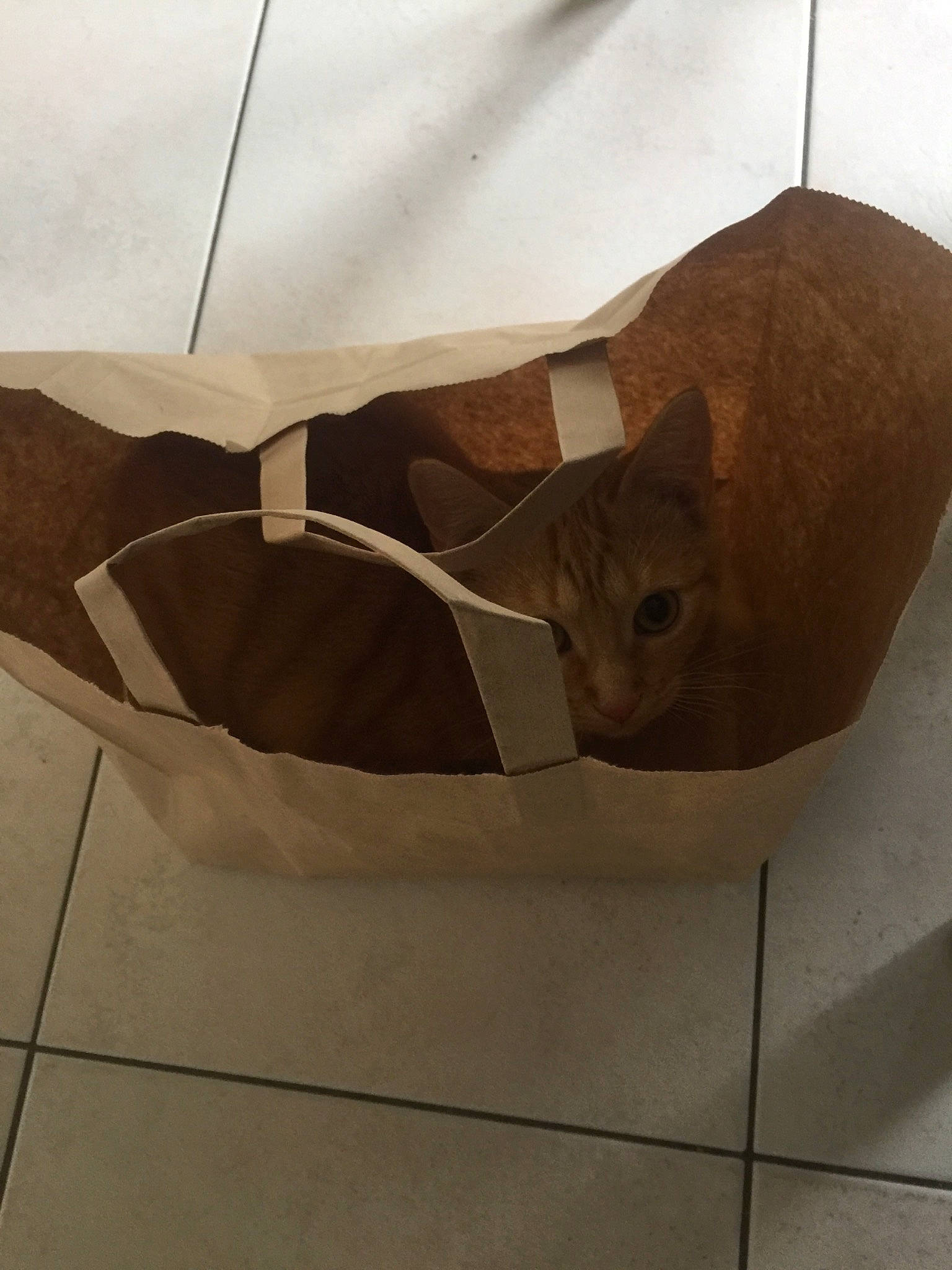 Camel participe au concours pour gagner de l'argent avec cette photo : architecture, art, carnivore, cat, fawn, felidae, floor, interior_design, sand, small_to_medium_sized_cats, tile, whiskers