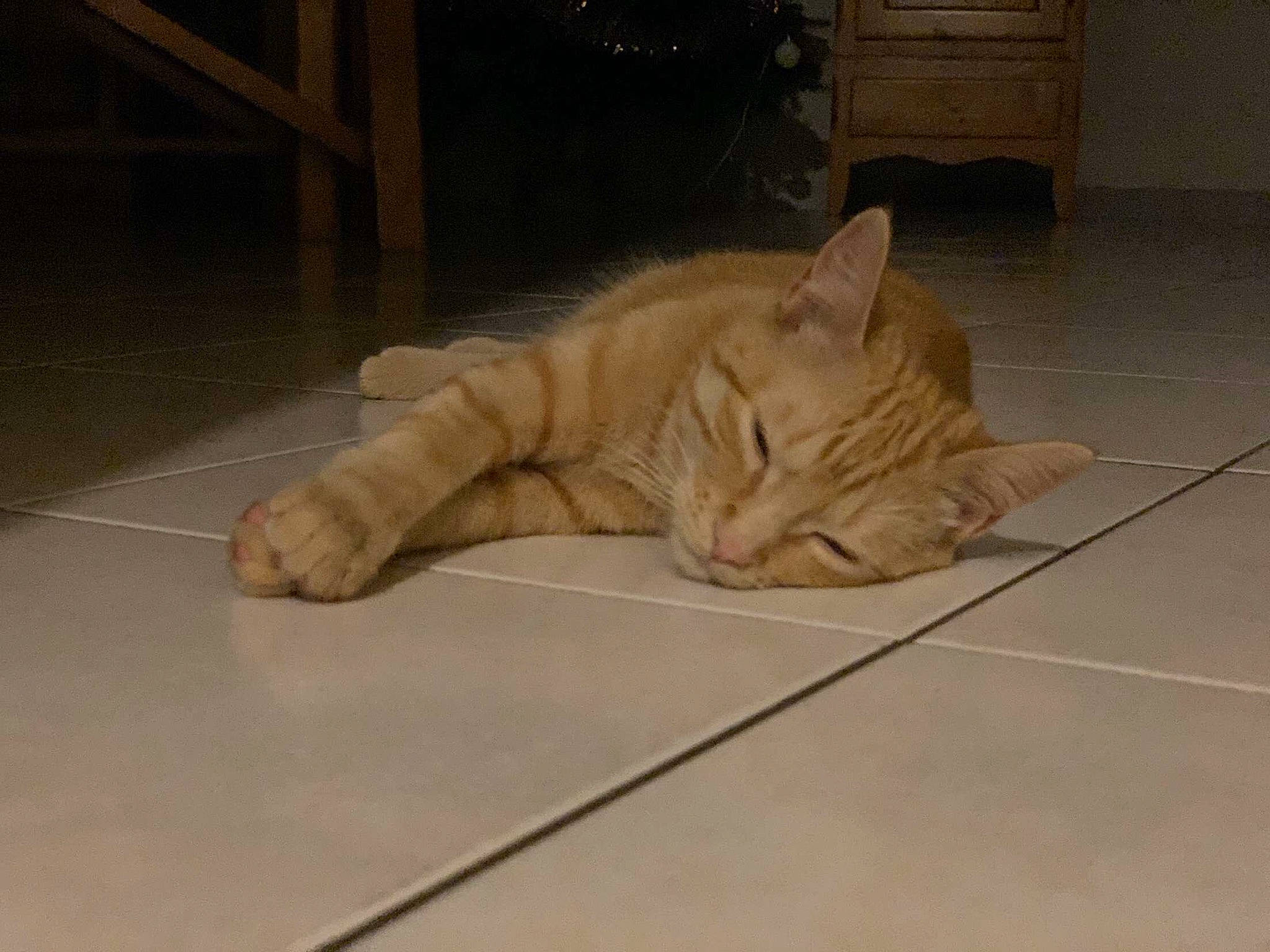 Camel participe au concours pour gagner de l'argent avec cette photo : asian, carnivore, cat, domestic_short_haired_cat, european_shorthair, fawn, felidae, floor, flooring, mammal, nap, paw, small_to_medium_sized_cats, snout, tabby_cat, tail, whiskers, wood