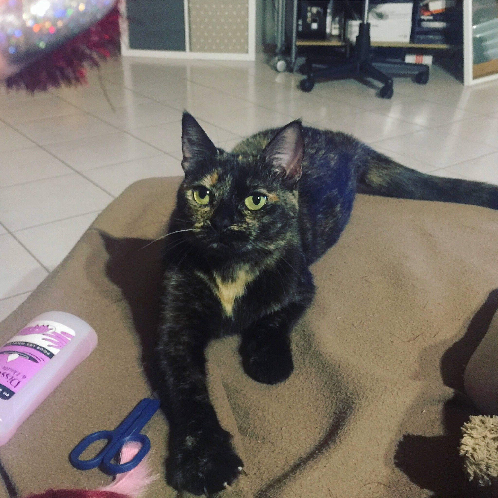 Linga a rejoint le concours — aidez-le/la à gagner de superbes lots ! american_shorthair, asian, black_cat, bombay, carnivore, cat, claw, domestic_short_haired_cat, european_shorthair, eye, felidae, fur, kitten, polydactyl_cat, small_to_medium_sized_cats, tail, whiskers